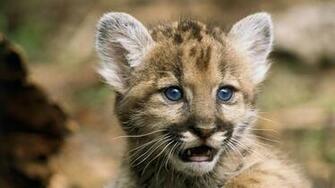 Cute Baby Tiger Image Wallpaper High Resolution WallartHD