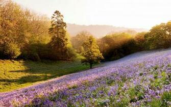 Summer Lavender Field Wallpaper Stock Photos