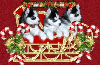 Christmas Siberian Huskies Pictures Of The Month Husky