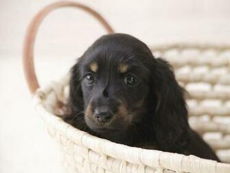 Dachshund Funny Wallpaper Pictures