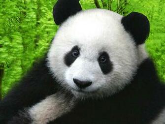 Panda Desktop Wallpaper HD And Background
