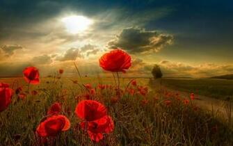 Red Poppy Wallpaper For Android Wallpaperlepi