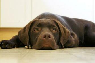 Chocolate Labrador Retriever Wallpaper Desktop H767464 Animals HD