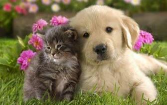 High Resolution Best Friends Desktop Laptop Wallaper Listed In Animal