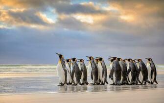 Emperor Penguin Wallpaper X Net