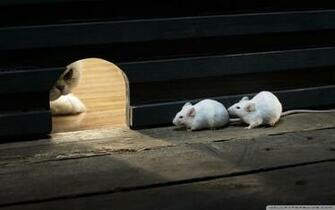 Cat And Mice Ultra HD Desktop Background Wallpaper For 4k UHD Tv
