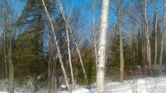 White Birch Silver Wallpaper HD