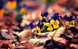 Fall Flowers Wallpaper Image