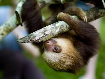 Sloth Wallpaper For Your Desktop