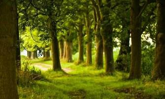 Zoomen Screenshot Von Spring Wallpaper F R Android