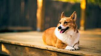 Faithful Funny Corgi Wallpaper