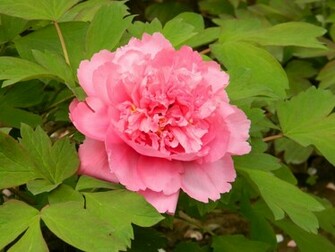 Flower Wallpaper Flowers Peony