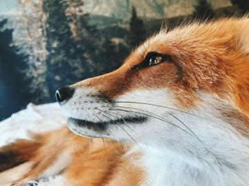 Juniperfoxx