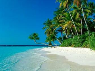 Ocean Palm Trees Shore Beach Wallpaper