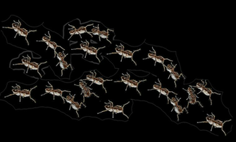 Png Ants Image Ant Dlpng