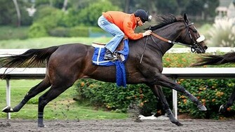 Thread For Horse Lovers
