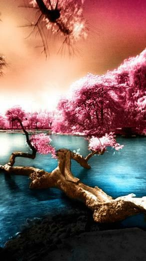 Cool Cherry Blossom iPhone Background