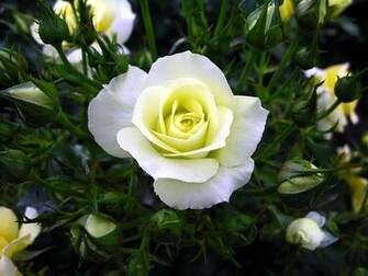 Sun Shines Rose Flower Pictures