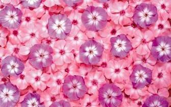 Flowers High Quality Wallpaper In The Language Of Lavender