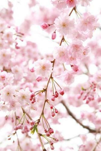 Pink Flowers iPhone Wallpaper