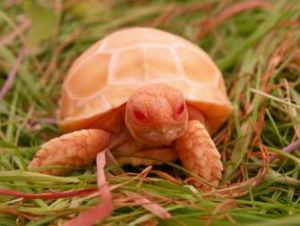 Sulcata Tortoise HD Wallpaper Background Image