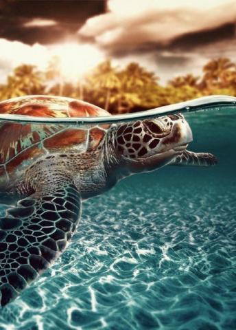 Top Countries For Watching Nesting Sea Turtles Turtle