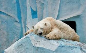 Ice Bear Sleeping Wallpaper
