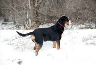 Dog In Winter Wallpaper And Image Pictures Photos