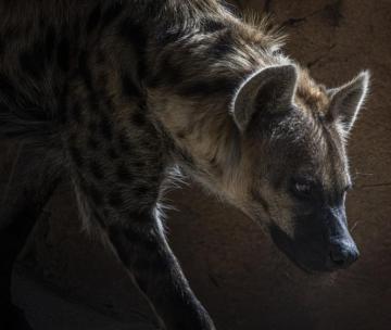 Hyena Pictures Image Stock Photos