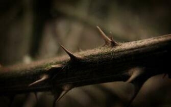 Thorns HD
