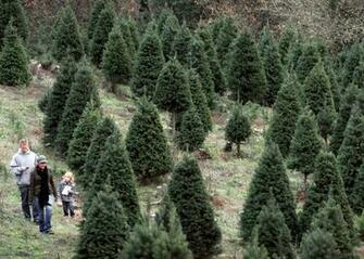 Christmas Tree Farm Chuck Hafner S