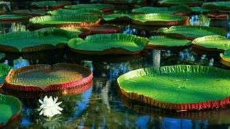 Flowers HD Wallpaper Part