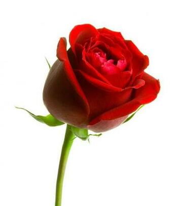 Valentines Day Roses Cool Wallpaper