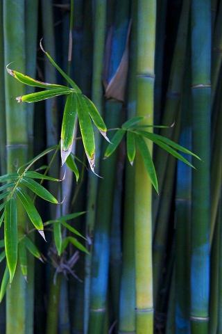 Bamboo Wallpaper HD On