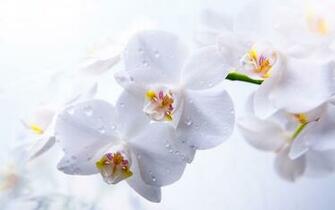 White Orchid HD Wallpaper