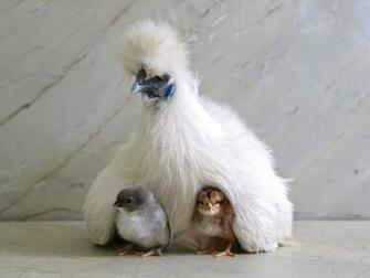 Silkie Chicken HD Desktop Wallpaper Baltana