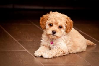 Maltipoo The Ultimate Guide To Maltese Poodle Mix Animalso