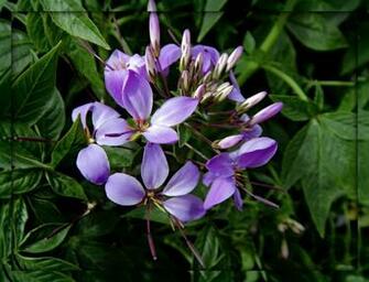 Spider Flower By Trixxie17 Caedes Desktop Wallpaper