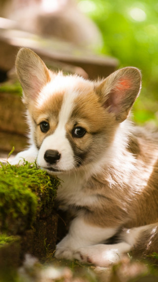 Corgi Wallpaper