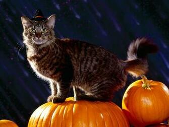 Cats Halloween Party