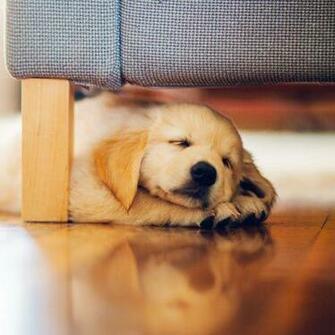 HD Puppy Sleeping Under The Couch Wallpaper