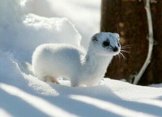Winter Ferret Ermine X Close