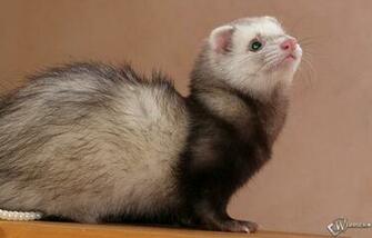Pics Photos Ferret Wallpaper