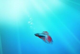 Desktop Wallpaper For Windows Home Premium In HD