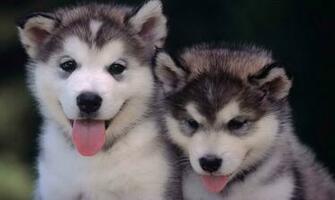 Dog Wallpaper Cool Dogs Cute Image Desktop