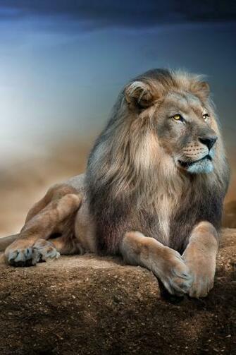 Male Lion Wallpaper iPhone