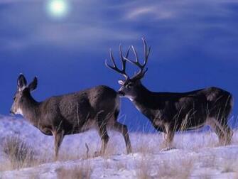 Desktop Wallpaper Deer For Computer Pictures
