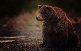 Animal Background Wallpaper Image Pictures