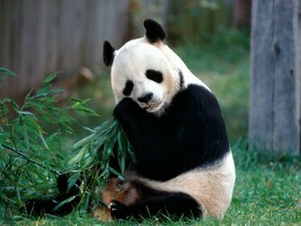 Beautiful Wallpaper Panda Bear