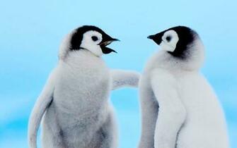 Penguins In Sweaters Wallpaper Ing Gallery